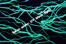 UV Green Lightning Print Fabric - Coquetry Clothing