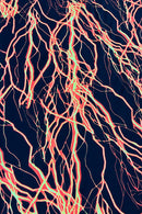 UV Orange Lightning Print Fabric - Coquetry Clothing