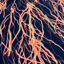 UV Orange Lightning Print Fabric - Coquetry Clothing